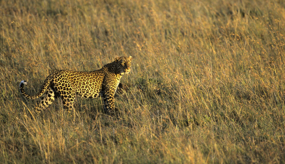 Evnen til å filtrere vekk uvesentlige, store bevegelser og se de små byttedyrene eller det farlige rovdyret, kan ha blitt utviklet på savannen. (Illustrasjonsfoto: www.colourbox.no)