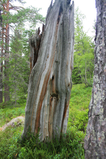 Ved å studere merker etter brann i furustubber og trær har forskere nå kartlagt Trillemarkas brannhistorie 800 år tilbake. (Foto: Jørund Rolstad) Ved å studere merker etter brann i furustubber og trær har forskere nå kartlagt Trillemarkas brannhistorie 800 år tilbake. (Foto: Jørund Rolstad)