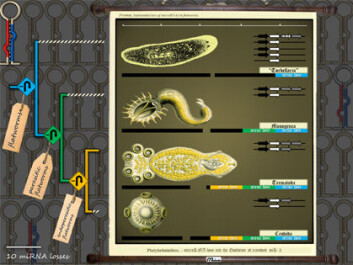 Jo meir parasittisk arten er, jo mindre mikro-RNA klarar den seg med. (Foto: (Ill.: Bastian Fromm, NHM, UiO/Molecular Biology and Evolution)) Jo meir parasittisk arten er, jo mindre mikro-RNA klarar den seg med. (Foto: (Ill.: Bastian Fromm, NHM, UiO/Molecular Biology and Evolution))