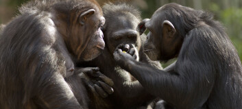 Sjimpanser vil ha noen få bestevenner når de blir gamle