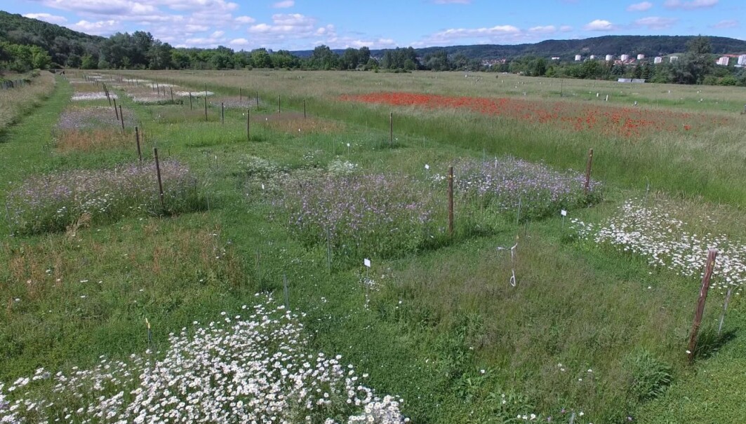 Forskerne fulgte to parallelle eksperimenter i to år, for å finne ut hvordan et mangfold av planter påvirket insektbestandene i gressenger. Her er eksperimentet i Jena i Tyskland. Forskerne fulgte to parallelle eksperimenter i to år, for å finne ut hvordan et mangfold av planter påvirket insektbestandene i gressenger. Her er eksperimentet i Jena i Tyskland.