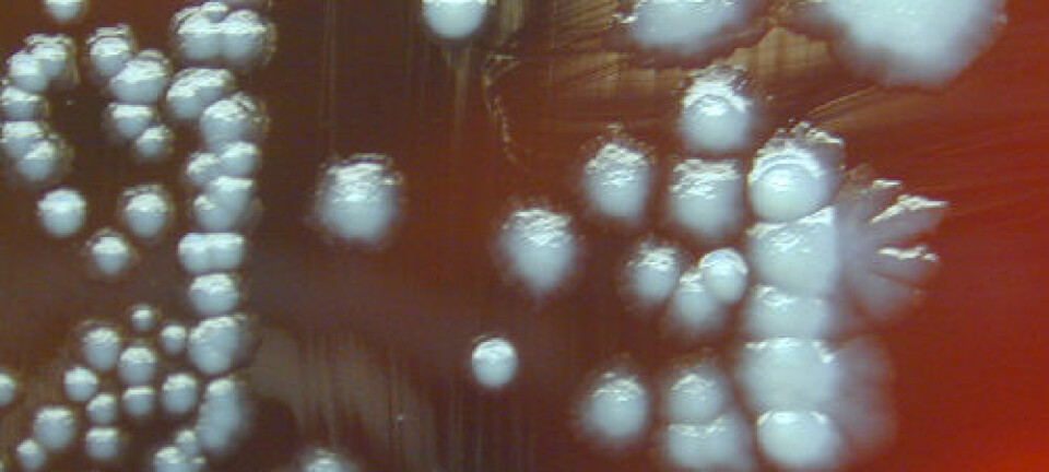 Pestbakterien Yersinia pestis vokser godt, også i laboratoriet. Her på en oveflate av saueblod, der den etter tre døgn har formert seg i speileggaktige former. Motivet er fra 2002. Larry Stauffer, Oregon State Public Health Laboratory/CDC