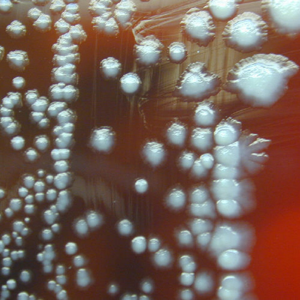 Pestbakterien Yersinia pestis vokser godt, også i laboratoriet. Her på en oveflate av saueblod, der den etter tre døgn har formert seg i speileggaktige former. Motivet er fra 2002. (Foto: Larry Stauffer, Oregon State Public Health Laboratory/CDC)