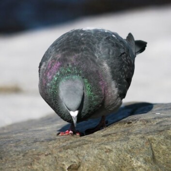 "Én brødbit, to brødbiter, tre brødbiter.." (Foto: Colourbox) "Én brødbit, to brødbiter, tre brødbiter.." (Foto: Colourbox)