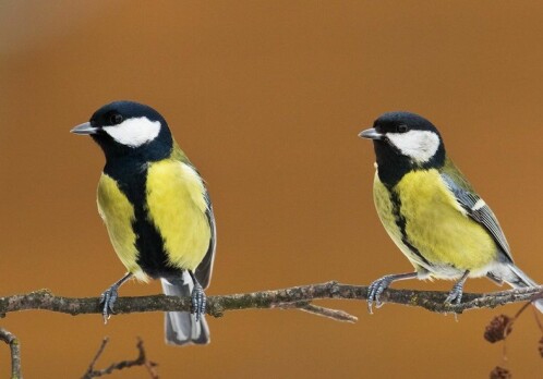 Bird species more likely to die out with rapid climate change