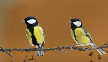 Bird species more likely to die out with rapid climate change