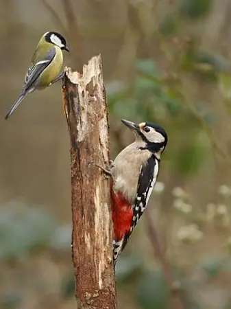 Several bird species depend on the abundance of larvae while their young are small. Here is the great tit with a woodpecker.