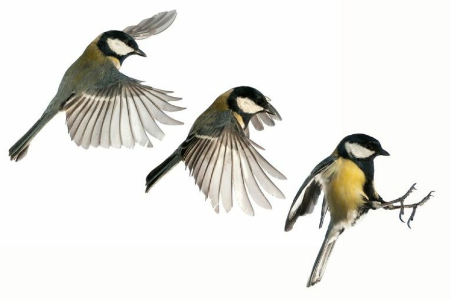 Under conditions where greenhouse gases emissions are high and temperatures rise rapidly, great tits will not always be able to keep up with the changes in the supply of larvae.