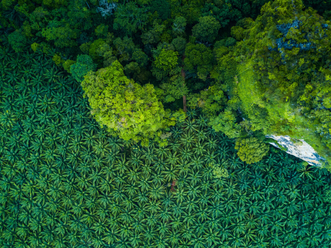 This aerial shot shows the stark difference between a palm grove and the surrounding forest. This aerial shot shows the stark difference between a palm grove and the surrounding forest.