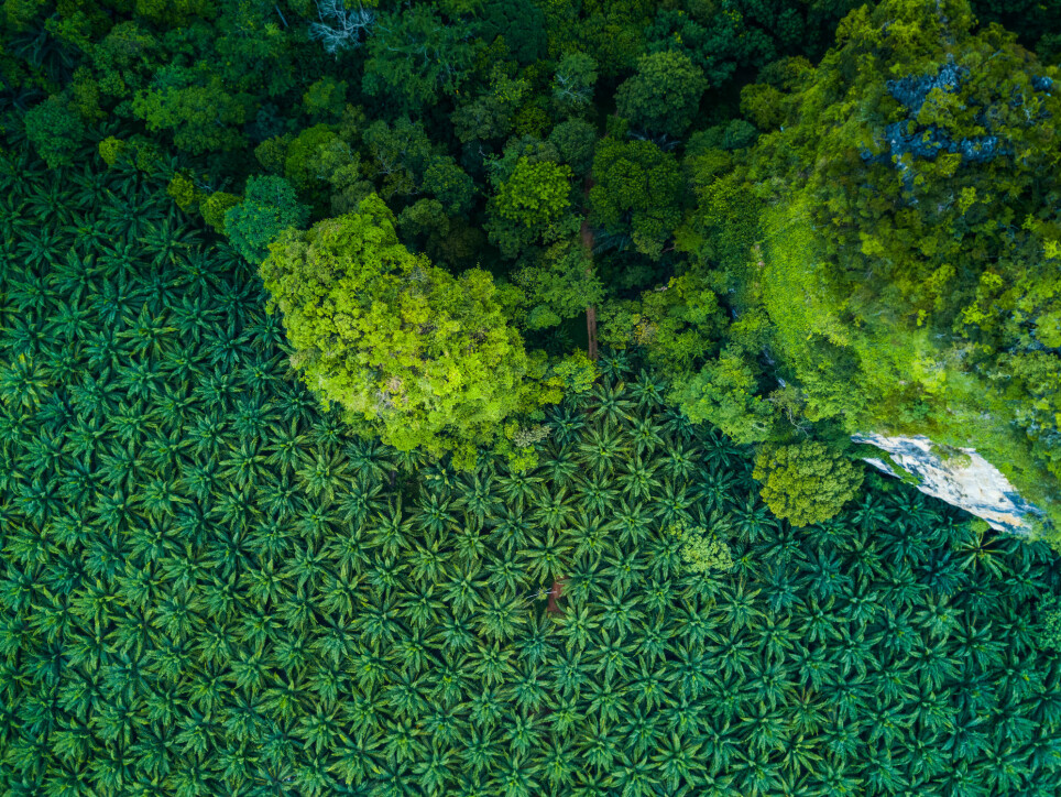 This aerial shot shows the stark difference between a palm grove and the surrounding forest.