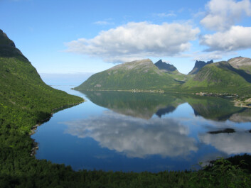 Himmel og hav! Bjørkeskog på Senja i Troms. (Foto: Arne Steffenrem/Skogfrøverket/Skog og landskap) Himmel og hav! Bjørkeskog på Senja i Troms. (Foto: Arne Steffenrem/Skogfrøverket/Skog og landskap)