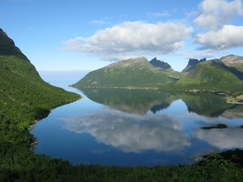 Himmel og hav! Bjørkeskog på Senja i Troms. (Foto: Arne Steffenrem/Skogfrøverket/Skog og landskap)