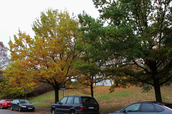 To eiketrær på litt forskjellige steder i fargeutviklingen.