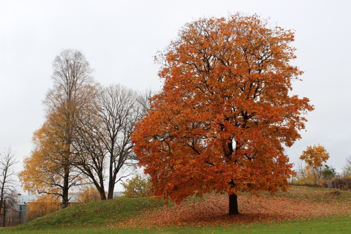 Vi skal ikke anklage dette lønnetreet for ikke å være flott nok i oransje. Men kanskje det er knallrødt neste år, med litt mer sol og noen frostnetter? Vi skal ikke anklage dette lønnetreet for ikke å være flott nok i oransje. Men kanskje det er knallrødt neste år, med litt mer sol og noen frostnetter?