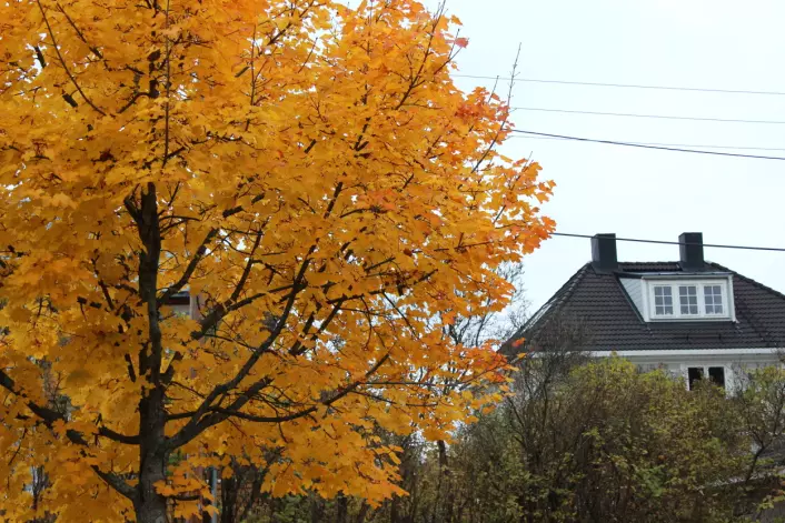 Vokser gullflak på trær likevel? Kanskje ikke - men visste du at de oransje bladene inneholder samme fargestoff som gulrot?