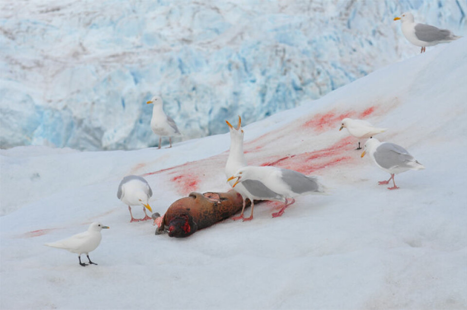 Sjøfugler er blant artene i Arktis som er svært utsatt for miljøgifter. Her fortærer polarmåker og ismåker en død ringsel. (Foto: Geir Wing Gabrielsen, Norsk Polarinstitutt)