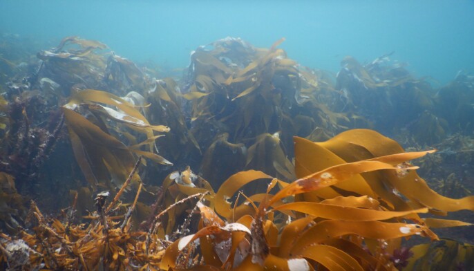 Undersøkelser tyder på at dyresamfunn i taredyrkingsanleggene er sterkt påvirket av det som finnes i de omliggende naturlige tareskoger, slik som her på Frøya. Undersøkelser tyder på at dyresamfunn i taredyrkingsanleggene er sterkt påvirket av det som finnes i de omliggende naturlige tareskoger, slik som her på Frøya.