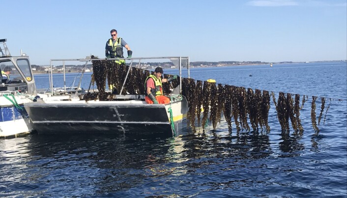 Mye tyder på at vi kan vente oss en kraftig oppskalering av tareindustrien. Forskere er i gang med å undersøke hvordan massiv dyrking kan virke på økosystemet i havet. Mye tyder på at vi kan vente oss en kraftig oppskalering av tareindustrien. Forskere er i gang med å undersøke hvordan massiv dyrking kan virke på økosystemet i havet.