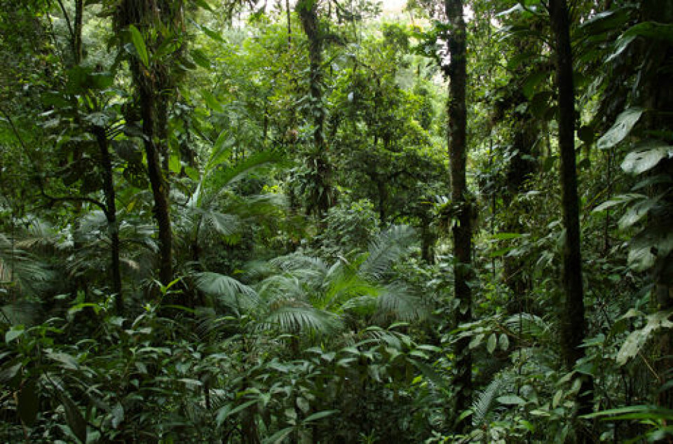 En tropisk regnskog inneholder trolig millioner arter av planter, dyr og mikroorganismer. Å kartlegge økosystemet ved å finne alle disse artene, blir som å finne temperaturen i vann ved å kartlegge bevegelsene til hvert enkelt vannmolekyl. (Foto: Pedro Jordano)