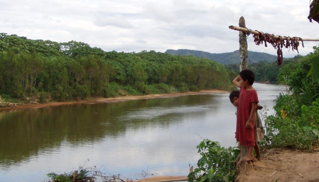 Forskere har studert helse blant Tsimane-folkegruppen i Amazonas i Bolivia. Forskere har studert helse blant Tsimane-folkegruppen i Amazonas i Bolivia.