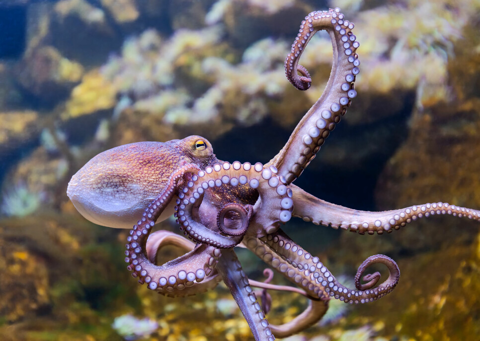 Den ser ut som et slags romvesen, og med sine tre hjerter, åtte armer og ni hjerner kunne den nesten vært akkurat det. Men hvor annerledes er blekkspruten egentlig fra dyr med bare én hjerne?