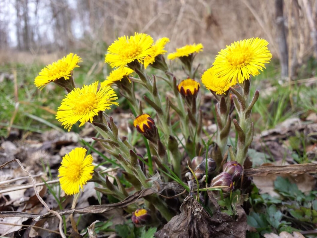 Hestehoven (Tussilago farfara). (Foto: Stefan Lefnaer/Wikimedia commons) Hestehoven (Tussilago farfara). (Foto: Stefan Lefnaer/Wikimedia commons)