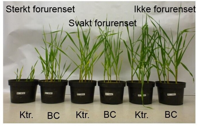 Karforsøk med bygg som vokser i jord med ulik grad av tungmetallforurensning. Forsøksresultater viser at biokull reduserer plantenes opptak av tungmetaller, da særlig fra sterkt forurenset jord. (Foto: (Illustrasjon: Erik Joner)) Karforsøk med bygg som vokser i jord med ulik grad av tungmetallforurensning. Forsøksresultater viser at biokull reduserer plantenes opptak av tungmetaller, da særlig fra sterkt forurenset jord. (Foto: (Illustrasjon: Erik Joner))