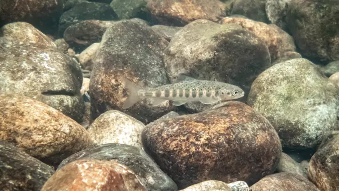 Salmon parr in the River Etneelva – perhaps one of Kaja’s descendants?