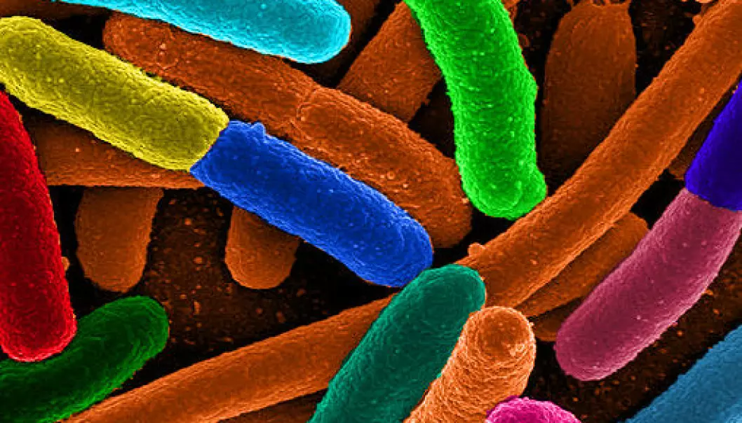 Bakterienes alder