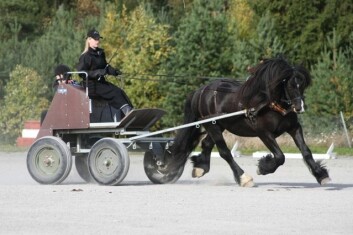 Døl går for å være den vakreste av de nasjonale rasene. Fra NM i Døl 2009. (Foto: Runa Bjone) Døl går for å være den vakreste av de nasjonale rasene. Fra NM i Døl 2009. (Foto: Runa Bjone)
