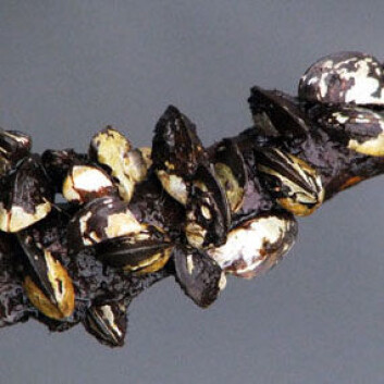 Sebramusling. Sebramusling.