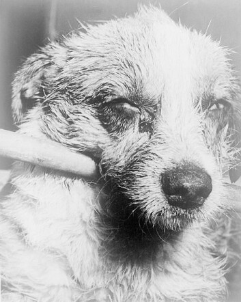 Denne hunden er i de siste stadiene av rabies. Bildet er tatt i 1963. (Foto: CDC/Barbara Andrews/Wikimedia Commons) Denne hunden er i de siste stadiene av rabies. Bildet er tatt i 1963. (Foto: CDC/Barbara Andrews/Wikimedia Commons)