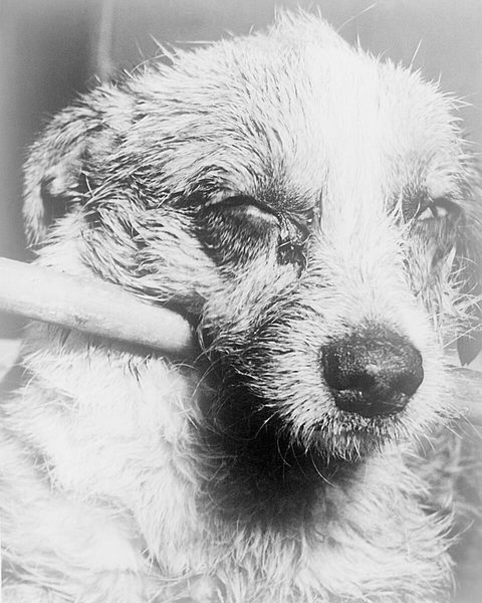 Denne hunden er i de siste stadiene av rabies. Bildet er tatt i 1963. (Foto: CDC/Barbara Andrews/Wikimedia Commons)
