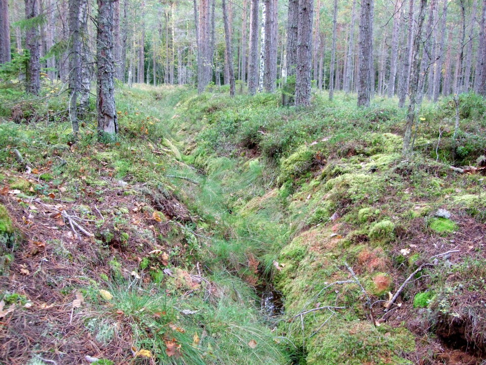 Forsøksfelt for myrforskning. (Foto: Gunnhild Søgaard, Skog og landskap)
