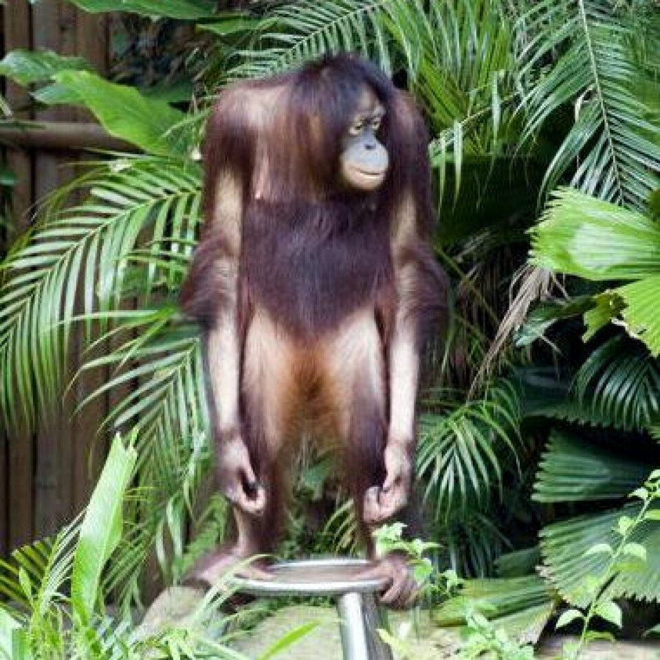 Forfedrene våre lærte å gå på to bein fordi de skulle bruke hendene til å samle inn verdifulle matvarer. Orangutangen, sjimpansen og gorillaen kan kaste lys over hvordan forfedrene våre utviklet seg til mennesker. (Foto: Colourbox)