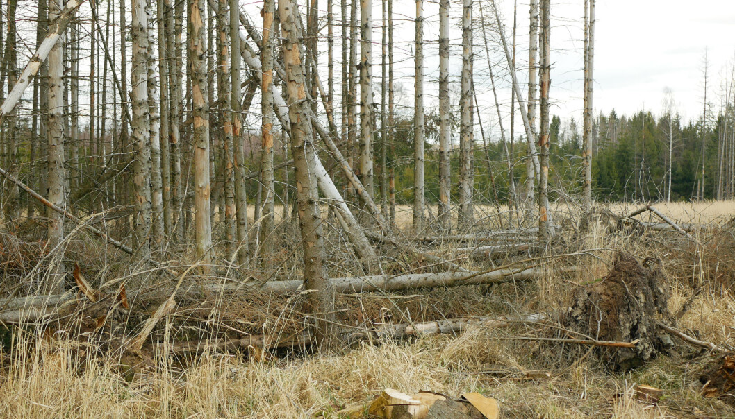 På de fleste stedene der stor granbarkbille angrep skog i 2020, var trærne trolig allerede drept eller sterkt svekket av tørke. På de fleste stedene der stor granbarkbille angrep skog i 2020, var trærne trolig allerede drept eller sterkt svekket av tørke.