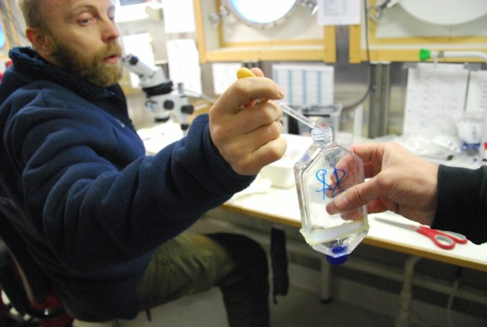 Fikk’n! Lars Naustvoll legger en hoppekreps av arten Calanus finmarchicus i flaska. Der skal hun være i 24 timer, og forhåpentligvis legge en hel masse egg. (Foto: Hanne Østli Jakobsen)