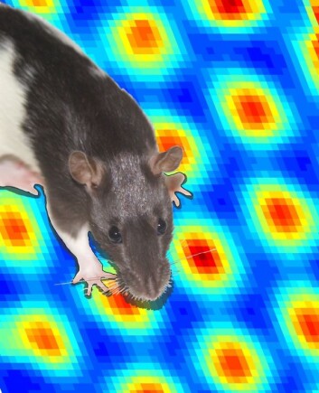 Gittercellene i rottehjernen lager elektriske signaler som til sammen tegner et kinasjakk-liknende mentalt rutenett over rottas omgivelser. (Foto: (Illustrasjon: NTNU)) Gittercellene i rottehjernen lager elektriske signaler som til sammen tegner et kinasjakk-liknende mentalt rutenett over rottas omgivelser. (Foto: (Illustrasjon: NTNU))