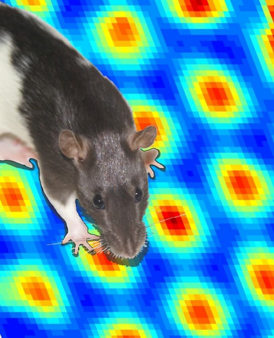 Gittercellene i rottehjernen lager elektriske signaler som til sammen tegner et kinasjakk-liknende mentalt rutenett over rottas omgivelser. (Foto: (Illustrasjon: NTNU))