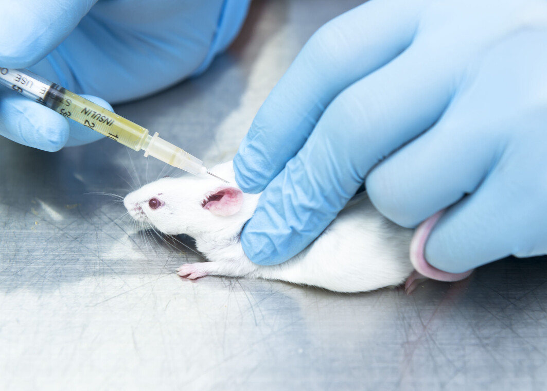 Når vi tester medisiner på laboratoriemus, kan vi risikere å ikke fange opp bivirkninger som ville være farlige for mennesker, advarer amerikansk biolog. To danske forskere etterlyser vitenskapelig evidens for teorien. Når vi tester medisiner på laboratoriemus, kan vi risikere å ikke fange opp bivirkninger som ville være farlige for mennesker, advarer amerikansk biolog. To danske forskere etterlyser vitenskapelig evidens for teorien.