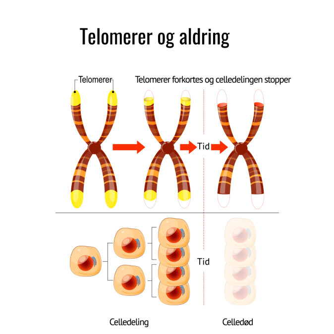 Telomerer sitter i enden av kromosomene våre og gjør at vi kan dele cellene våre. Jo flere ganger cellene våre deler seg, desto kortere blir telomerene. Telomerer sitter i enden av kromosomene våre og gjør at vi kan dele cellene våre. Jo flere ganger cellene våre deler seg, desto kortere blir telomerene.