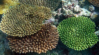 - Koraller blir friskere etter ti måneder i rent vann