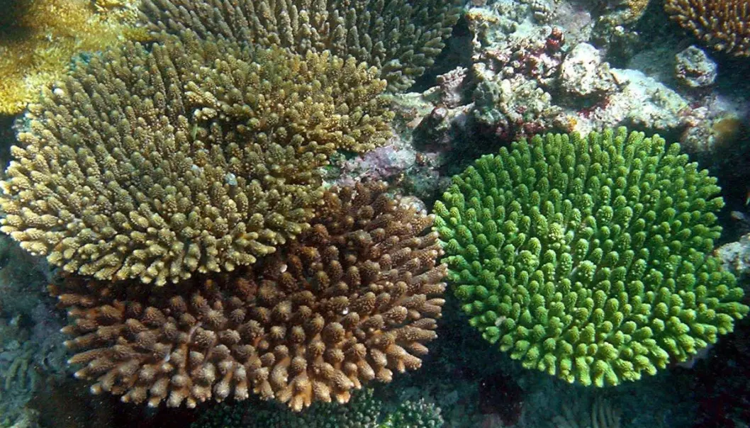 - Koraller blir friskere etter ti måneder i rent vann