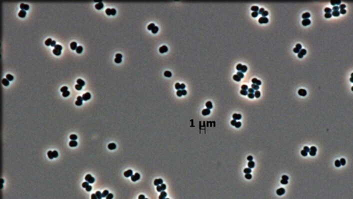 (Foto: Tersicoccus DSM 30842 (cocci.ppt) (Foto: Tersicoccus DSM 30842 (cocci.ppt)