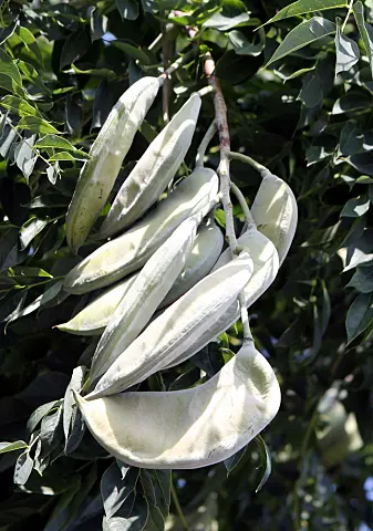 Fruktene til Kentucky coffeetree er læraktige og giftige for mange av dyra som lever i dag.