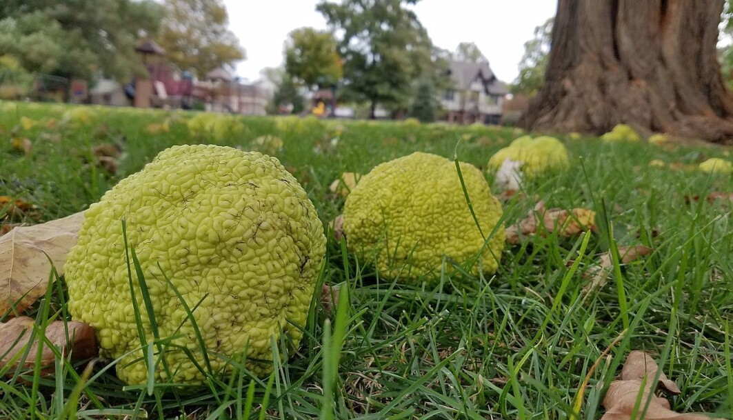 Maclura pomifera, eller osage orange, blir liggende og råtne. De som spiste denne frukten er for lengst døde. Maclura pomifera, eller osage orange, blir liggende og råtne. De som spiste denne frukten er for lengst døde.