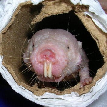 (Foto: University of Texas Health Science Center) (Foto: University of Texas Health Science Center)