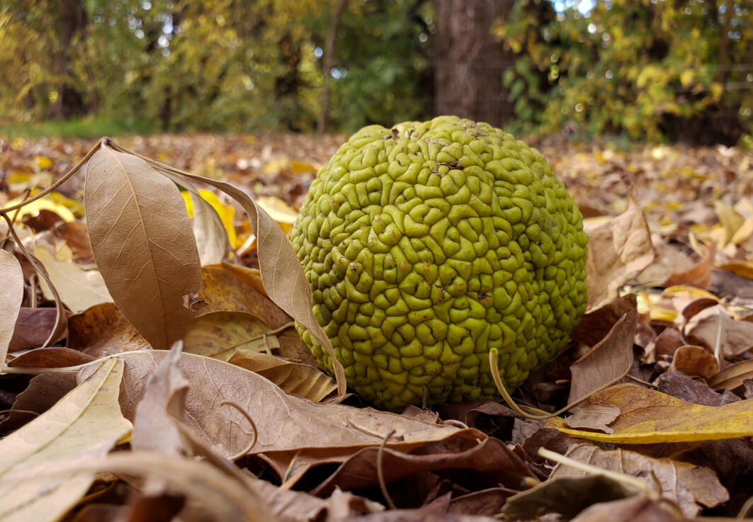 Maclura pomifera, eller osage orange tree, bruker mye krefter på å lage svære, tunge frukter. Men ingen er interessert i å spise dem. Så hva er vitsen? Maclura pomifera, eller osage orange tree, bruker mye krefter på å lage svære, tunge frukter. Men ingen er interessert i å spise dem. Så hva er vitsen?