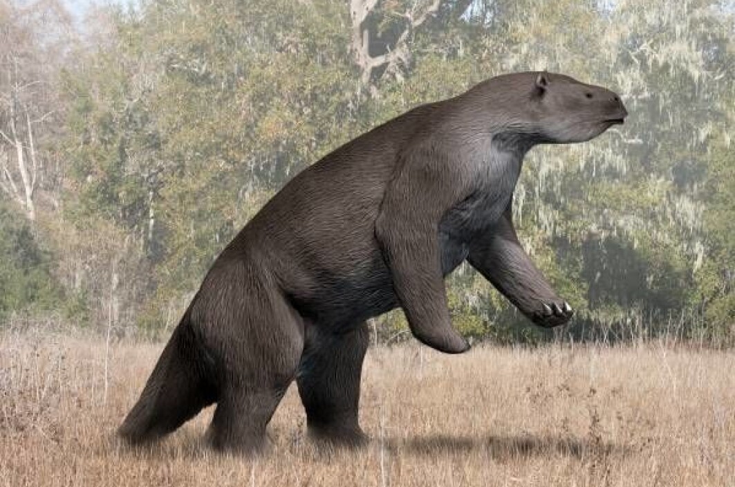 Kjempedovendyret Megatherium levde i Sør-Amerika for over 12 000 år siden. Kjempedovendyret Megatherium levde i Sør-Amerika for over 12 000 år siden.