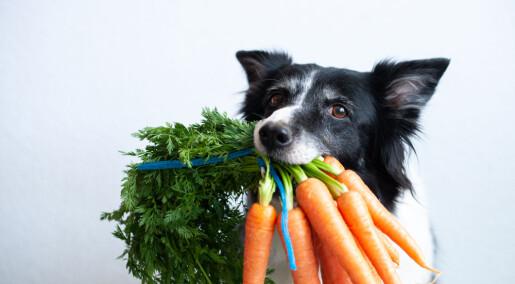 Kan hunden være veganer? Kan hunden være veganer?